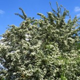 1805F 012 Mosel Perl-Trier